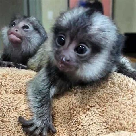 Awesome Baby Capuchin Monkeys For Sale Monkeys In Houston Tx Pet