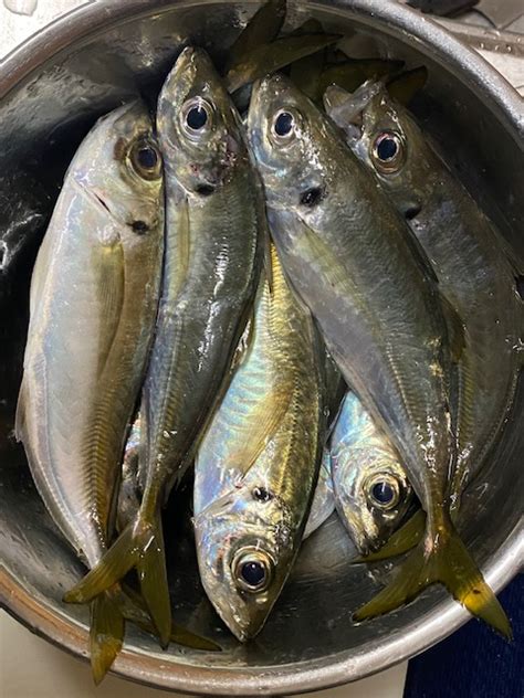 飛ばしサビキ釣りでデカアジ！ フィッシングマックス 関西の釣果大阪･神戸･和歌山の釣果情報