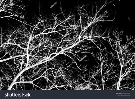 Naked Tree Branches On Black Background Stock Photo Shutterstock