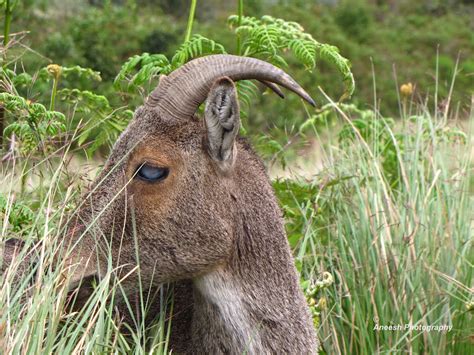 Aneesh photography: Nilgiri tahr