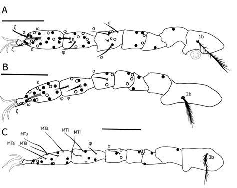 Morphological Details Of Eutrombicula Daemoni N Sp A Leg I B Leg