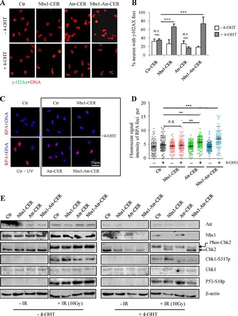 DNA Damage Response In Nbs1 CER Atr CER Nbs1 Atr CER Neurons