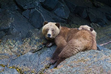 Grizzly Bear Viewing On Vancouver Island Canada Wildlife Trails