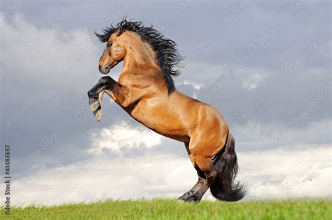 horse rearing Stock Photo | Adobe Stock