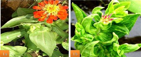 Naturally infected Zinnia plants showing yellow mosaic and leaf curling ...