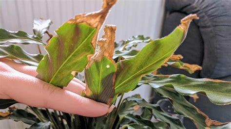 Cuatro Trucos Caseros Para Evitar Que Las Plantas De Interior Se Pongan