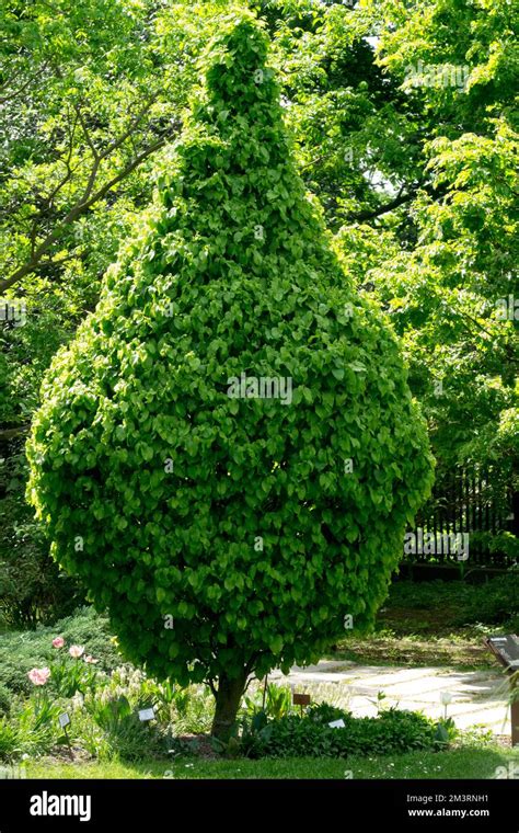 Carpinus Tree Banque De Photographies Et D’images à Haute Résolution Alamy