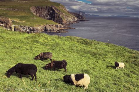 La Incre Ble Isla Europea De Los Frailecillos En Islas Feroe Mykines