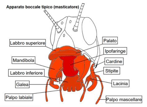 Fitofagi Interazione Con Le Piante Tra Anatomia E Danni Difesa E