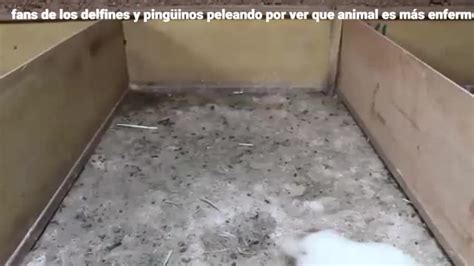 Solo Para Que Se Hagan Una Idea Los Delfines Se Drogan Y Los Ping Inos