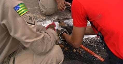 G1 Filhote de gato é resgatado após ficar mais de 10 horas dentro de