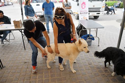 Todo Un Xito Segunda Feria De La Mascota Peri Dico Mirador