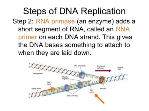 122 Replication Of Dna