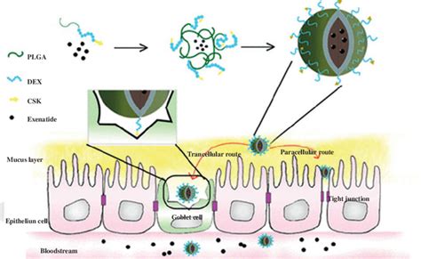 Drug Delivery Through Csk Dex Plga Nanocarriers Reproduced With