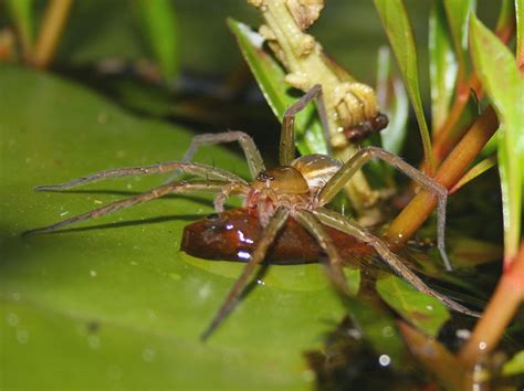 Legged Water Spider