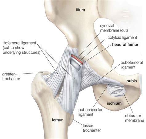 Femoral Neck Fracture Causes Types Symptoms Diagnosis Treatment