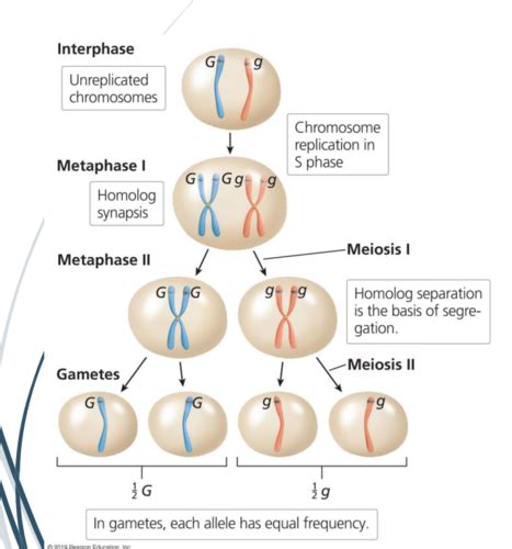 Topic 4 Sex Linkage And Determination Pedigree Analysis Flashcards