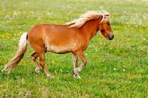 Small Pony Horse Equus Ferus Caballus Stock Photo By ©icefront 55129665