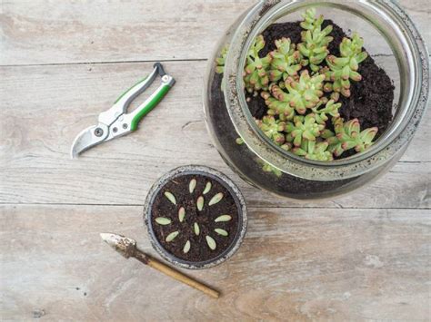 Propagating Succulents – How-to Tutorial