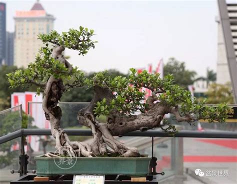 中国盆景第一乡镇中五大盆景之乡中最大盆景批发基地大山谷图库