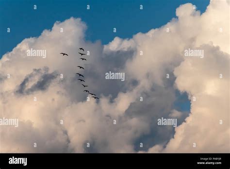 Birds Flying In Shape Hi Res Stock Photography And Images Alamy