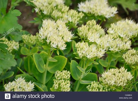 Очиток Матрона (94 фото) » НА ДАЧЕ ФОТО