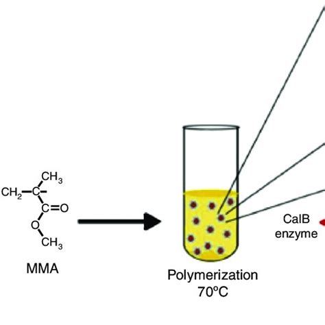 Schematic Representation Of Immobilization Of Calb Enzyme In Pmma