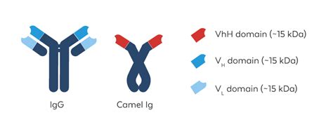 Recombinant VhH Antibodies | Rockland