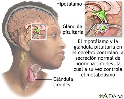 Hipotiroidismo Medlineplus Enciclopedia M Dica 21436 The Best Porn