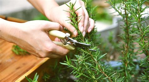 When And How To Prune Rosemary Plants