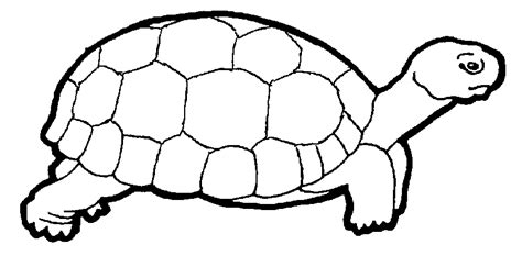 Free Turtle Outline, Download Free Turtle Outline png images, Free ...