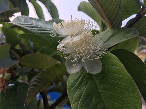 Blooming Flowers of Guava Plant #Guava #pollen #pollination #gardening #fruit #natural #organic ...