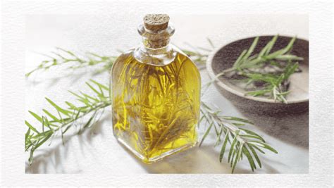 The Magical Properties Of Rosemary Explained With Facts