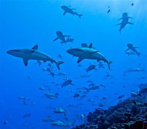 With too little to eat, 'massive number' of reef sharks depend on delivery