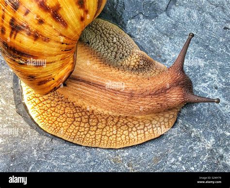 Giant Tiger Snail