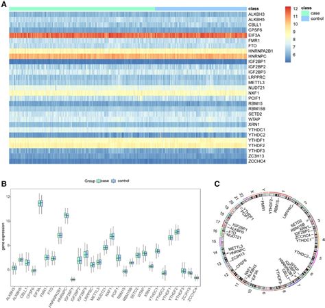 Frontiers Significance Of RNA N6 Methyladenosine Regulators In The