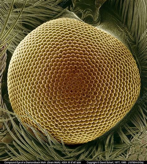 False Col Sem Of Compound Eye Stock Image Z Science Photo