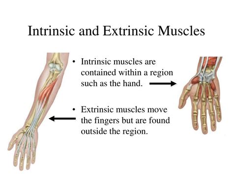 Ppt Chapter The Muscular System Powerpoint Presentation Free