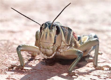 Grasshopper Plains Lubber Brachystola Magna 9 2 12 78 Flickr