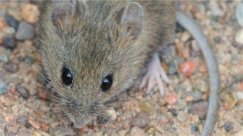 First 2023 Hantavirus Detection In San Diego County Mouse Prompts