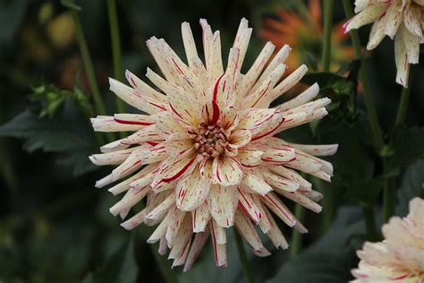 Double Delight Country Dahlias