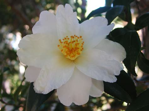 White Camellia Flower | Nature Photo Gallery