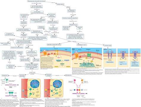 Fisiología Básica y Médica Mapa Conceptual de Mecanismos de Acción