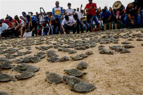 Mais De Milh Es De Filhotes De Tartarugas Da Amaz Nia Foram Soltos