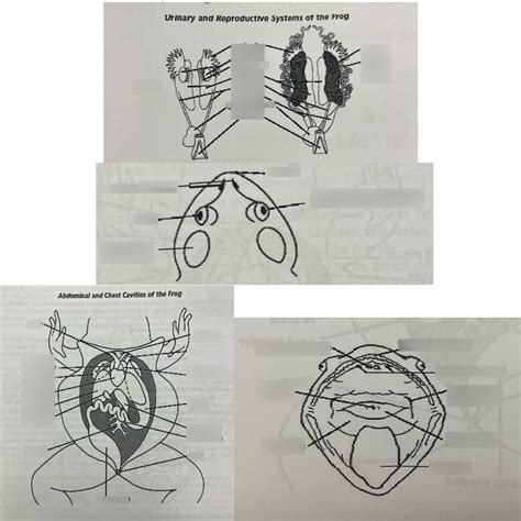 frog dissection diagram Diagram | Quizlet