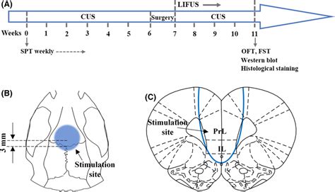 Overview Of The Experimental Procedures A The Timeline Of The