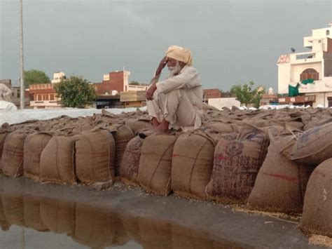 Punjab Procures Lakh Metric Tonne Wheat Amid Pandemic Hindustan Times