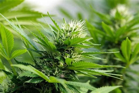 Autoflowering Cannabis Strains: Pros and Cons