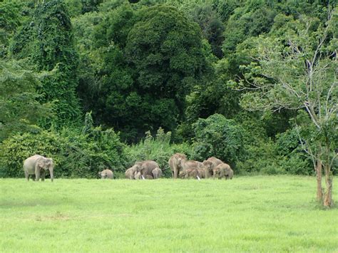 How To Encounter Elephants In Thailand Voyage De Miel