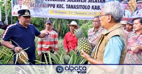 Desa Palippu Wajo Jadi Percontohan Pengembangan Nanas Di Sulsel